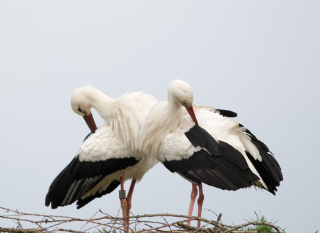 Ooievaars terug op het nest