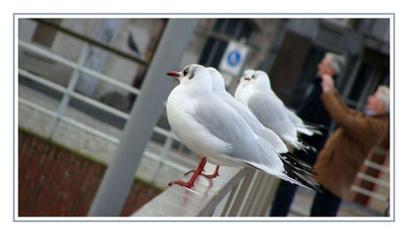 vogeltjes op een rijtje