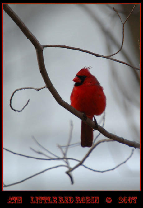 little red robin