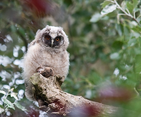 ransuil jong met prooi