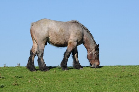 paard op eiland Tiengemeten