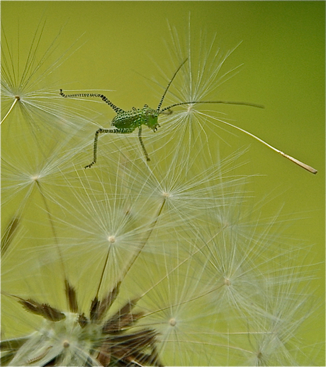 Lente: Pluizendans in Lentesferen