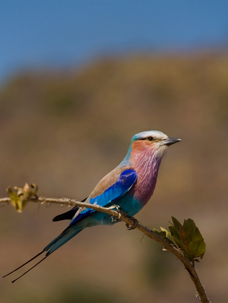 lilac-breasted roller