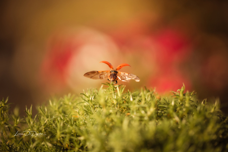 Ladybug