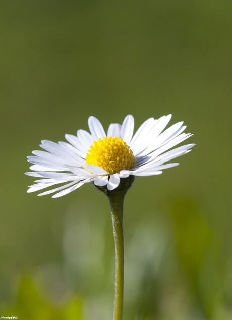 Daisy - Madeliefje