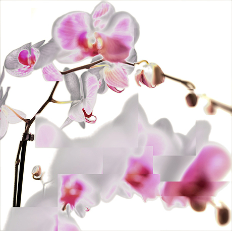 orchideëen 02.jpg