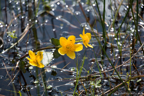 Springsun Yellow Marigold_