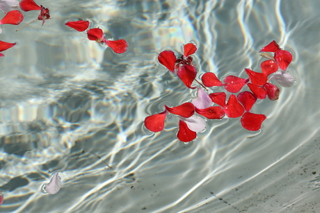 bloemblaadjes in water