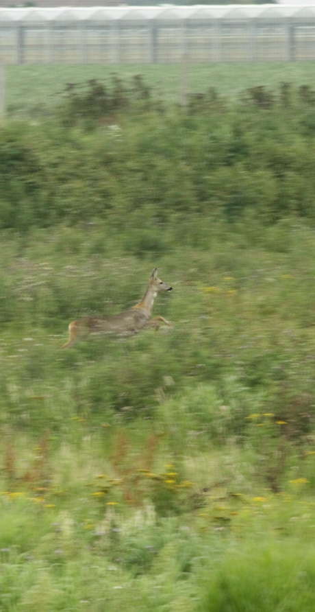 Ree op de vlucht [2]