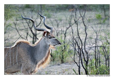 Proud Kudu