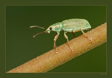 Groene bladsnuitkever 3