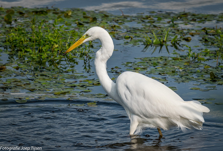 Zilverreiger 2