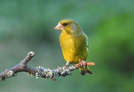 oog contact met een groenling
