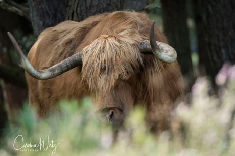 Schotse Hooglander