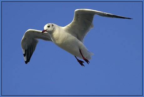 Hanging in the wind!