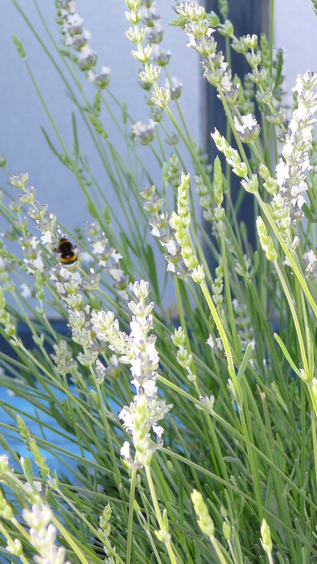 witte lavendel met hommel