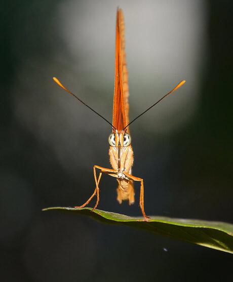 Dryas Iulia frontaal.