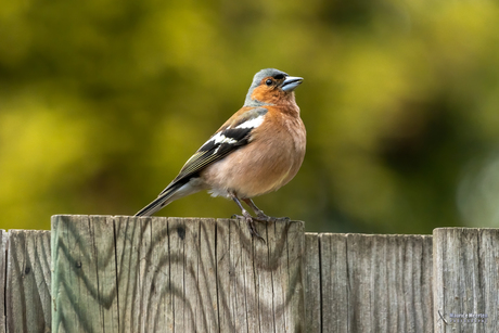 Vogels spotten in je eigen tuin... een vink...