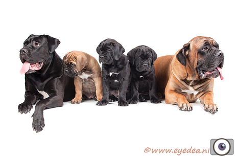 Happy Cane Corso Family