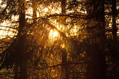 Zonsondergang in het bos