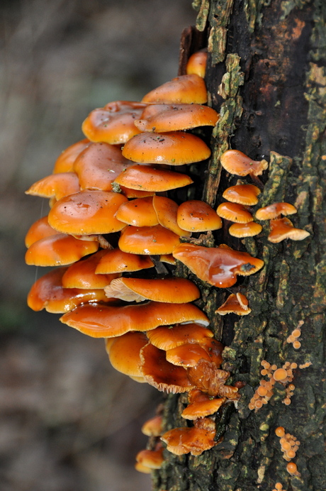 Zeeuwse paddestoelen