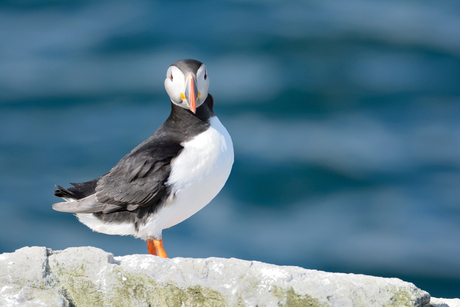 I am Puffin to!