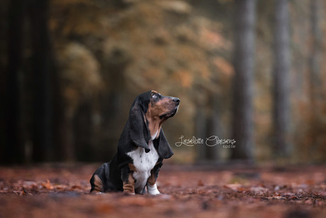 Basset Hound Pup