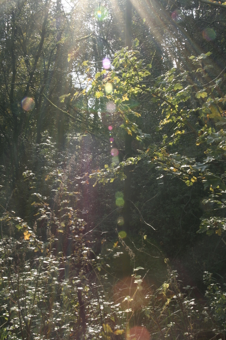 lingenbos zon door bomen