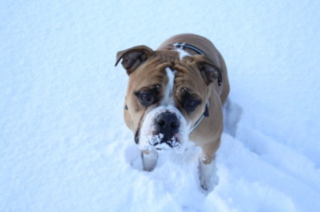 mack in de sneeuw