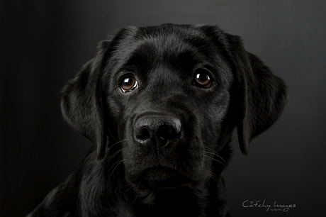 Bridges - Labrador pup