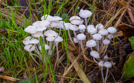 paddenstoelen