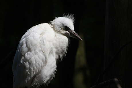 Koereiger