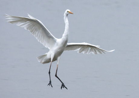 Zilverreiger