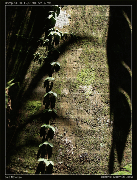 Palmtree, Sri Lanka