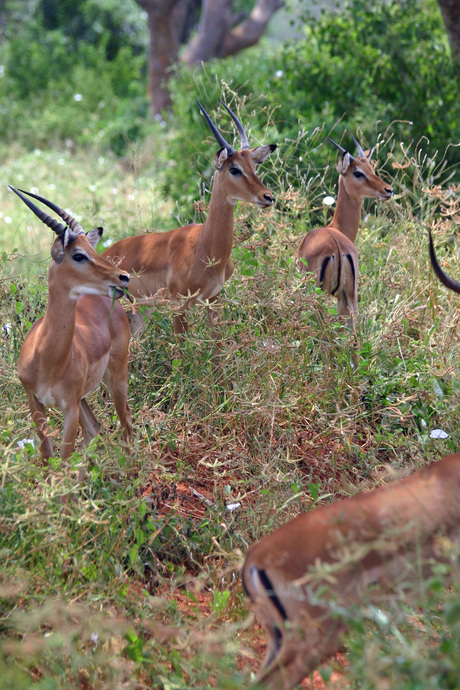 impala's