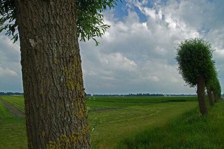 Zomerlandschap