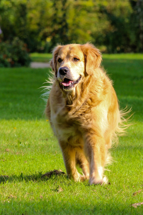 Golden retriever