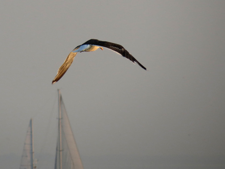 Lonesome Seagull