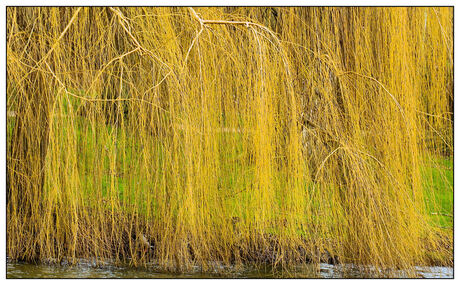 Gouden wilg