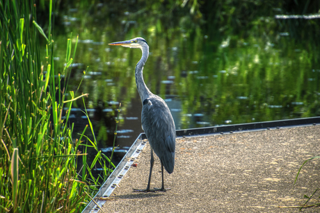 Reiger aan de waterkant