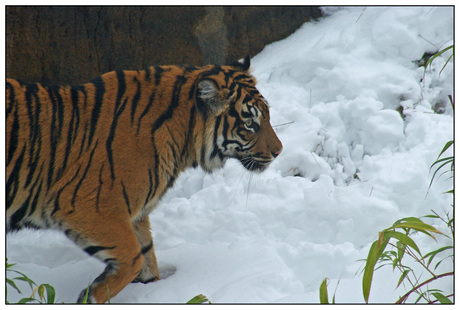 Burgers Zoo