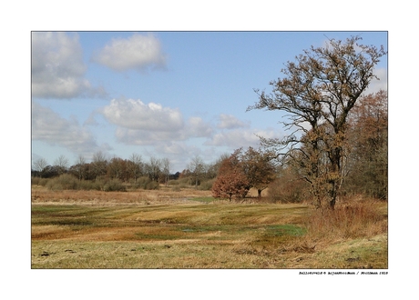 Balloërveld