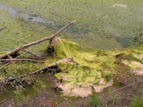 Algengroei in Strijen Sas