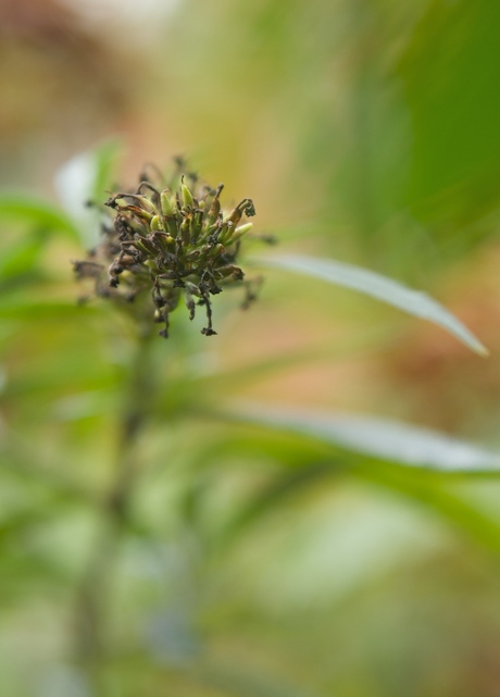 Herfst in onze tuin