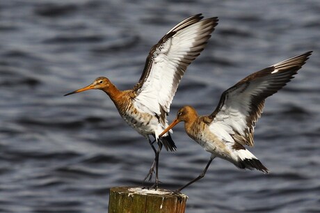 Grutto's in lente stemming