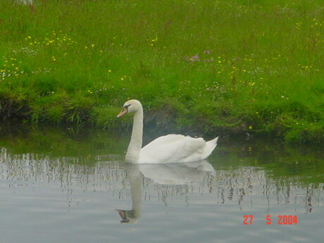 Swan