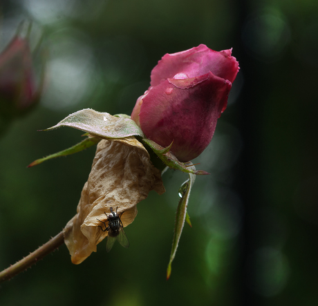 the last Rose