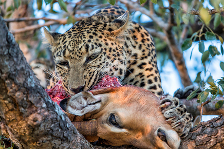 Impala snack