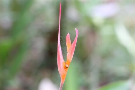 Bloem/plant heb ik genomen in Thailand