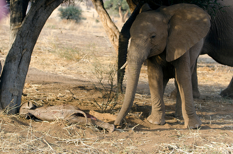 Rouwen om de dood van een jong olifantje